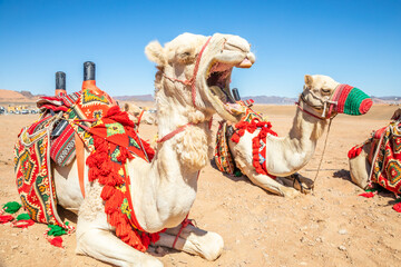 Yawning рarnessed riding camel resting in the desrt, Al Ula, Saudi Arabia