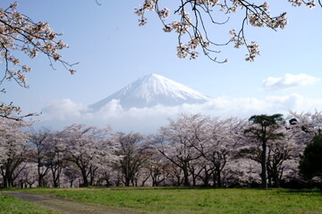 Cherry blossoms are a sign of spring