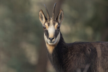 Mountain chamois (Rupicapra rupicapra) in the wild nature. Photographed in a forest in the Czech mountains. 
