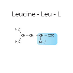 Leucine - Leu - L amino acid structure. Skeletal formula with amino group highlighted in  blue. Scientific illustration.