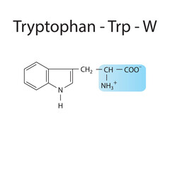 Tryptophan - Trp - W amino acid structure. Skeletal formula with amino group highlighted in  blue. Scientific illustration.