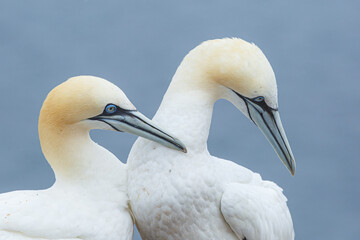Northern Gannet (Morus bassanus) couple preening. Helgoland, Germany.