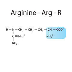 Arginine - Arg - R amino acid structure. Skeletal formula with amino group highlighted in  blue. Scientific illustration.