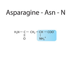 Asparagine - Asn - N amino acid structure. Skeletal formula with amino group highlighted in  blue. Scientific illustration.