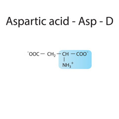Aspartic acid - Asp - D amino acid structure. Skeletal formula with amino group highlighted in  blue. Scientific illustration.