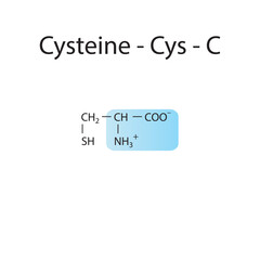 Cysteine - Cys - C amino acid structure. Skeletal formula with amino group highlighted in  blue. Scientific illustration.