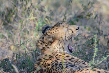 The cheetah is a large cat native to Africa and central Iran.