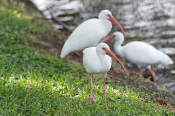 ibis bird in nature, selective focus. photo of ibis bird outdoor. ibis bird. ibis bird in wildlife