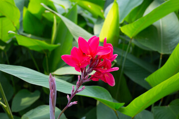 Obraz premium Beautiful canna red flower with green leaves in the garden