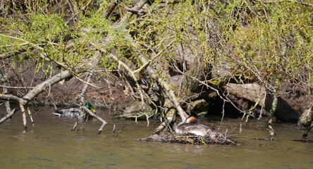 Haubentauchernest unter einem Baum am Flussufer