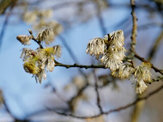 Zweige mit weichen Blüten in der Natur