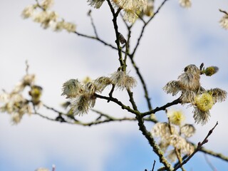 Puschelblüten am Zweig