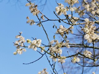 Frühlingsbaum mit weißen, flaumigen Blüten