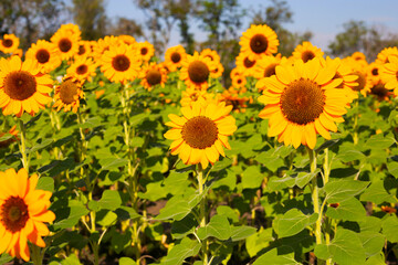 Fototapeta premium Sunflower field, Beautiful summer landscape.