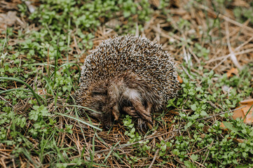 A small dead gray hedgehog lies in the grass outdoors in nature. Animal photography, portrait.