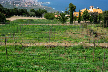 Green vineyard of a local restaurant with an overview of the north coast of Tenerife and the city of Puerto de la Cruz