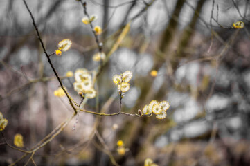 flowers in the grass