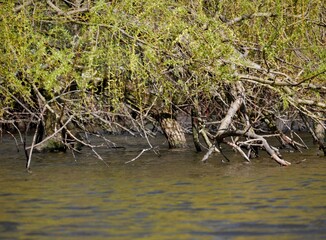 Baumäste ragen in die Aslter