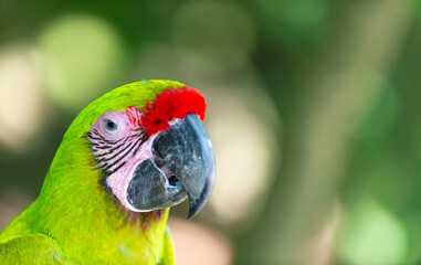 ara macaw parrot bird, copy space. ara macaw parrot outdor. ara macaw parrot outside. © be free