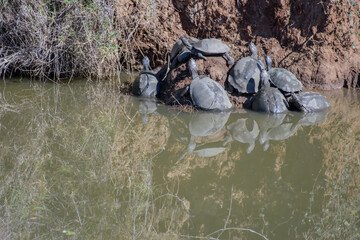 Turtle are sunbathing in South Africa, near Hoedspruit.