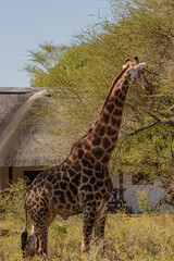 Obraz premium Giraffe is the tallest living terrestrial animal and the largest ruminant on Earth.