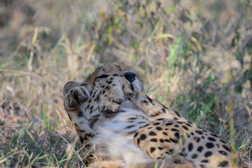 The cheetah is a large cat native to Africa and central Iran.