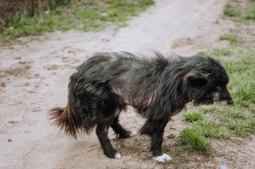 Photo, portrait of an old black mangy sick dog outdoors.