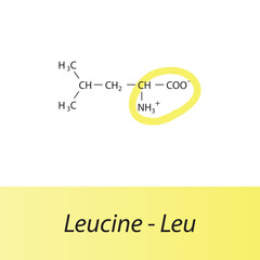 Leucine - Leu - L amino acid structure. Skeletal formula with amino group highlighted in  yellow marker. Scientific illustration.