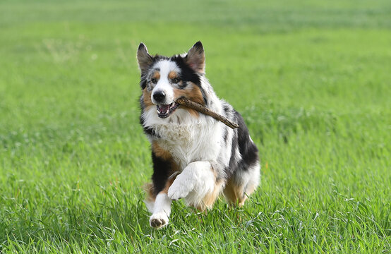 a lovely australian shepherd in a green field