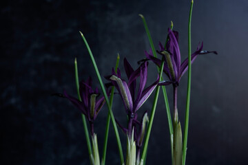 Trio of purple Iris flowers on a dark background.