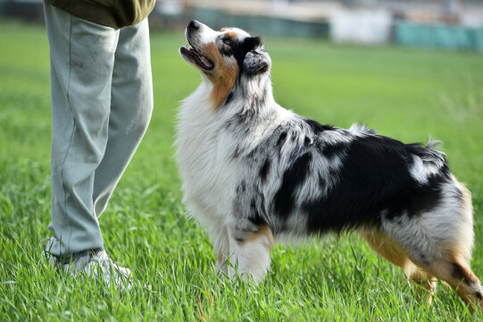 a lovely australian shepherd in a green field