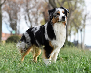 un perro de raza pastor australiano en el campo