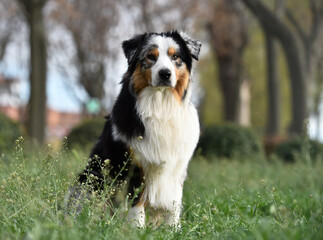 a beautiful australian shepherd dog in the field