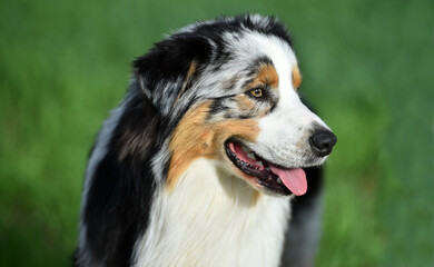 a lovely australian shepherd in a green field