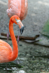 flamingo bird with pink feather, copy space. exotic flamingo bird outdoor.