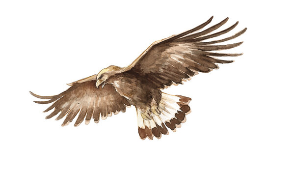 Steinadler, Illustration