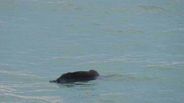 Death concept: dead body of drowned black dog floats on the water surface