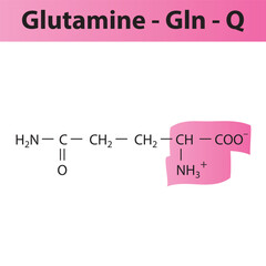 Glutamine - Gln - Q amino acid structure. Skeletal formula with amino group highlighted in  pink marker. Scientific illustration.