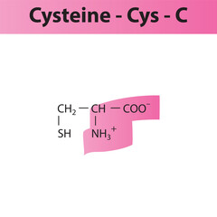 Cysteine - Cys - C amino acid structure. Skeletal formula with amino group highlighted in  pink marker. Scientific illustration.