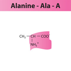 Alanine - Ala - A amino acid structure. Skeletal formula with amino group highlighted in  pink marker. Scientific illustration.