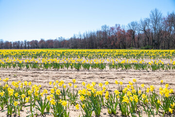 field of yellow flowers