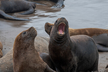 Sea lion looking at another with its mouth open, in the middle of the pack.
