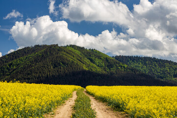 Spring landscape with a path through a field of oilseed rape. Hills and blue sky with dramatic clouds in the background. The Rajecka valley in Slovakia, Europe.