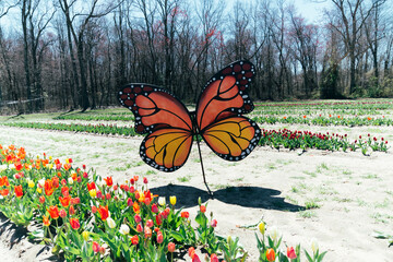 butterfly on a flower