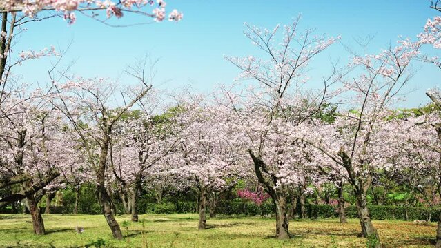 吉野公園の桜の春景色