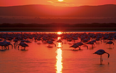 Flocks of flamingos in the sunrise. Generative AI