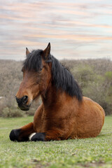 caballo tumbado en una pradera con sus crines al aire