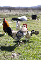 Naklejka na ściany i meble free range roosters on the farm