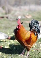 gallo de corral rojo libre en el campo
