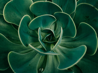 Green succulent
